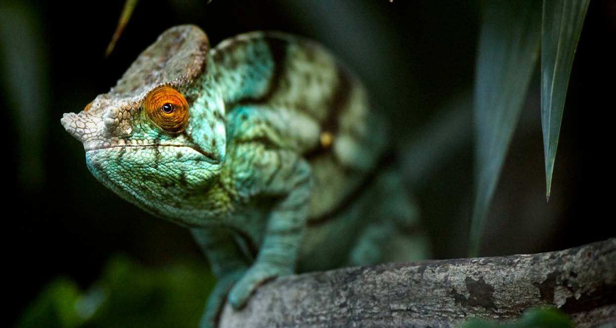 Melexis MLX81117KLW-AAA-000-SP for sale