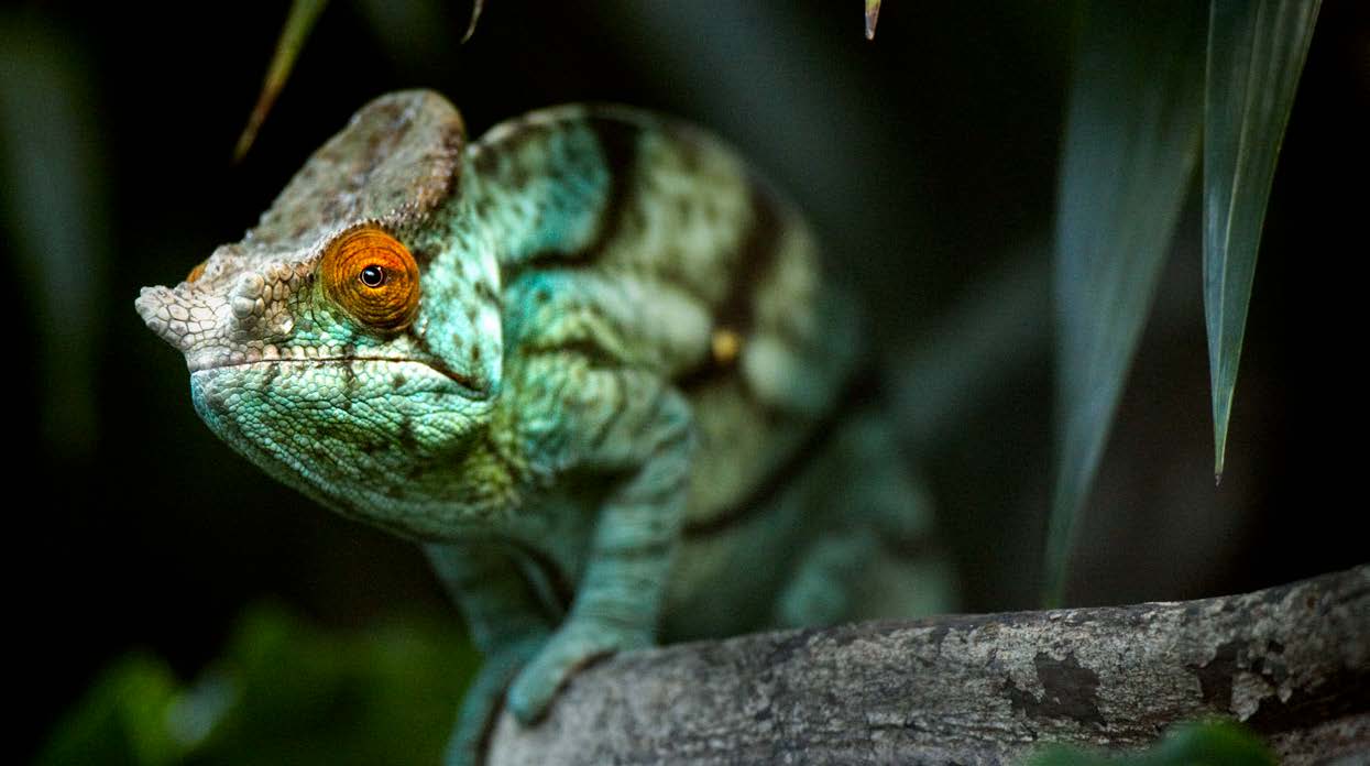 Melexis MLX81113KLW-BBB-000-RE for sale