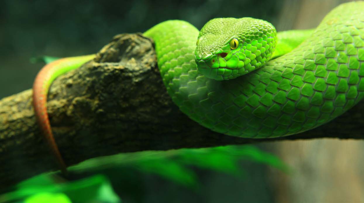 Melexis EVB90615 for sale